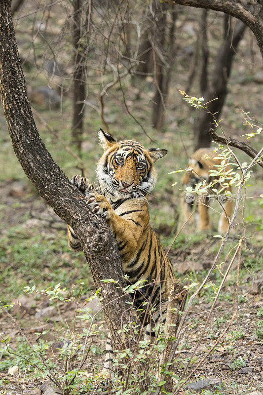 孟加拉虎(Panthera tigris tigris)在树上，野生动物拍摄